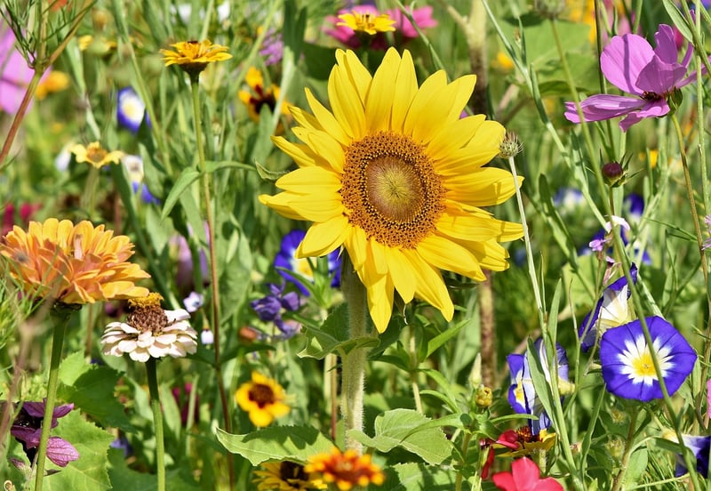 Dreamlike Garden