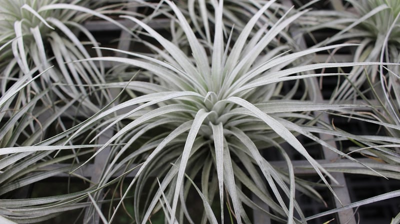 Air Plant